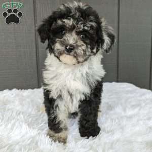 Luna, Toy Poodle Puppy