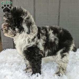 Luna, Toy Poodle Puppy