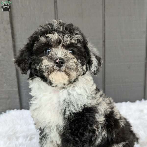 Luna, Toy Poodle Puppy