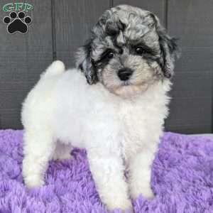 Stormi, Toy Poodle Puppy