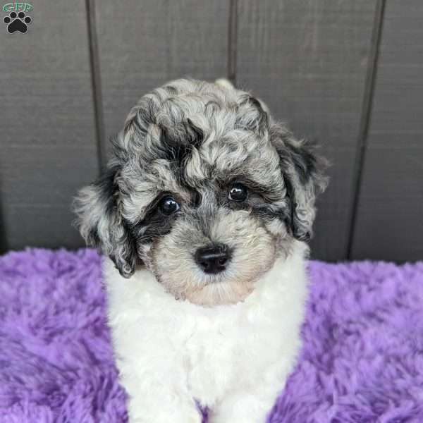 Stormi, Toy Poodle Puppy