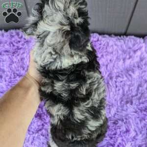 Luna, Toy Poodle Puppy