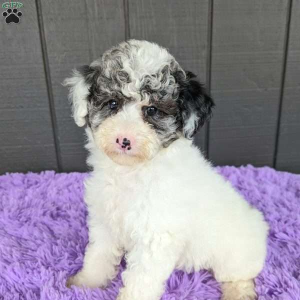 Sky, Toy Poodle Puppy