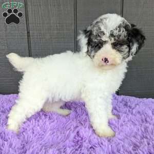 Sky, Toy Poodle Puppy