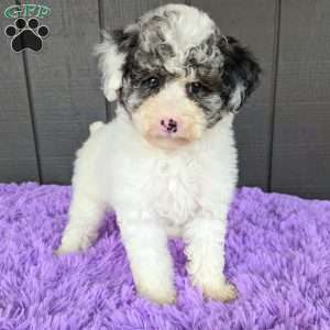 Sky, Toy Poodle Puppy