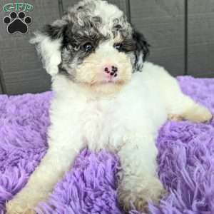 Sky, Toy Poodle Puppy