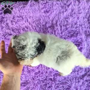Sky, Toy Poodle Puppy