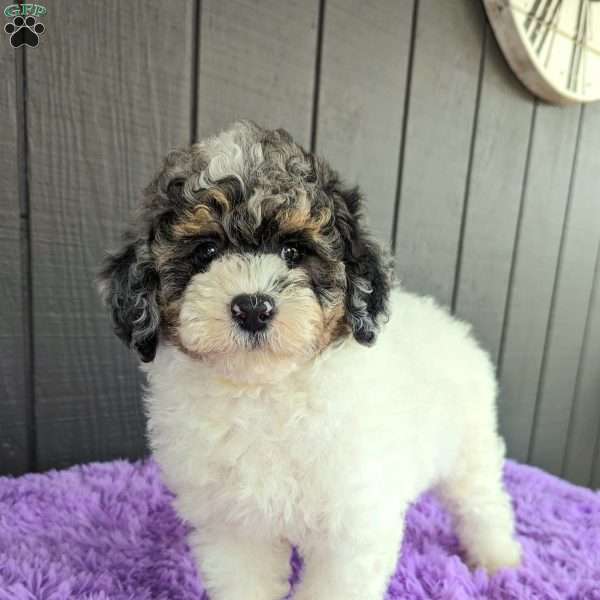 Argo, Toy Poodle Puppy