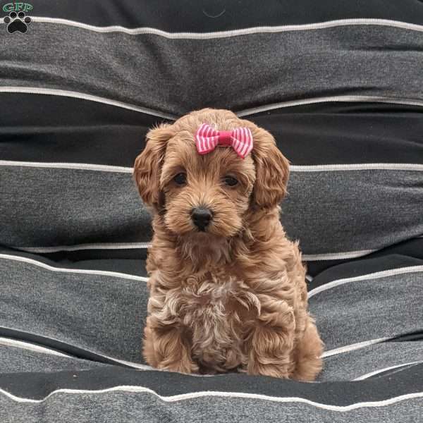 Lilly, Maltipoo Puppy