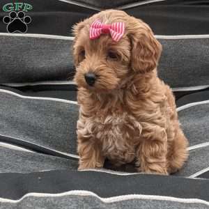 Lilly, Maltipoo Puppy