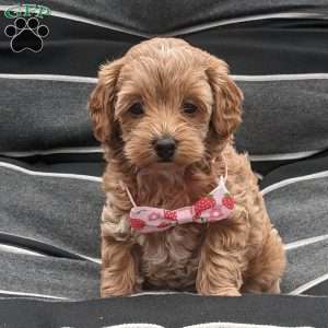 Lilly, Maltipoo Puppy
