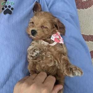 Lilly, Maltipoo Puppy