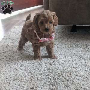 Lilly, Maltipoo Puppy