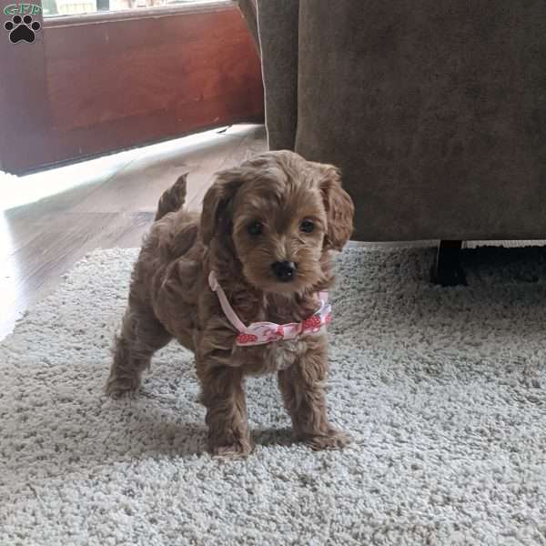 Lilly, Maltipoo Puppy