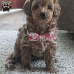 Lilly, Maltipoo Puppy