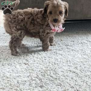 Lilly, Maltipoo Puppy