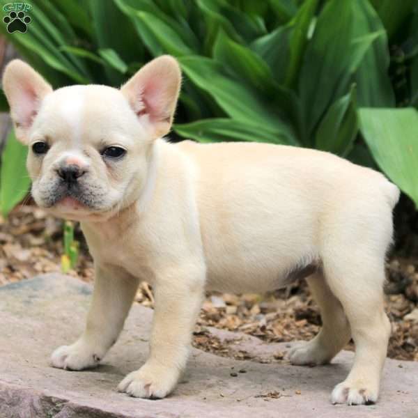 Paige, French Bulldog Puppy