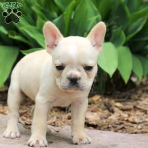 Paige, French Bulldog Puppy
