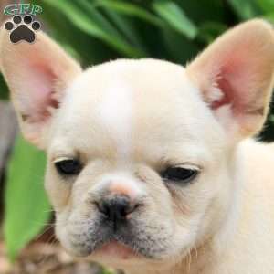 Paige, French Bulldog Puppy