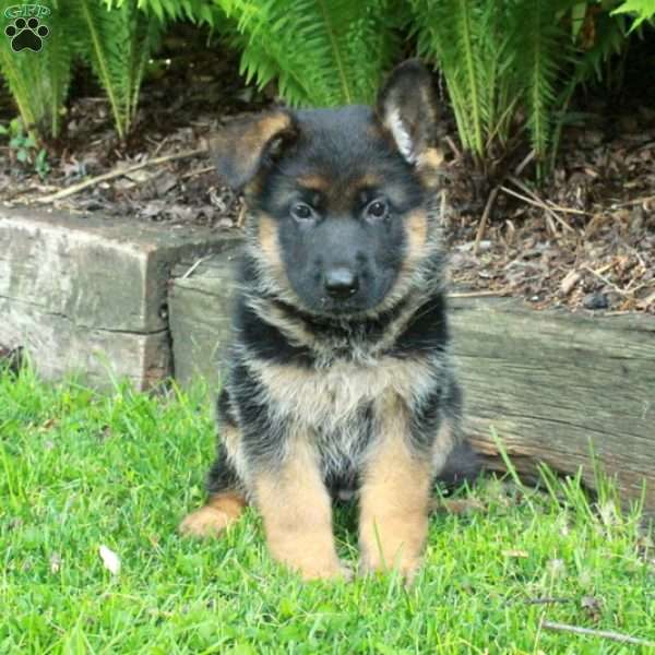 Paisley, German Shepherd Puppy