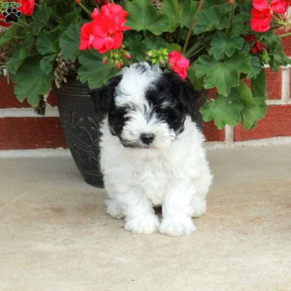 Panda, Maltipoo Puppy
