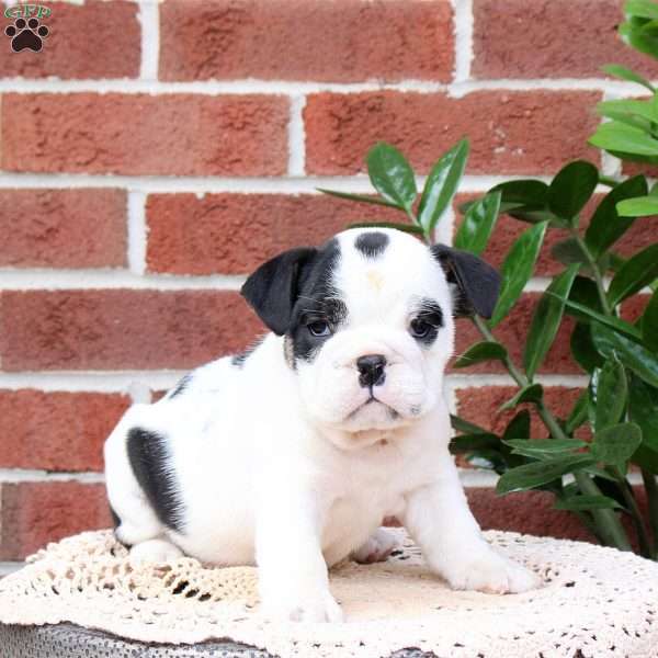 Panda, English Bulldog Puppy