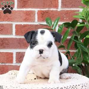 Panda, English Bulldog Puppy