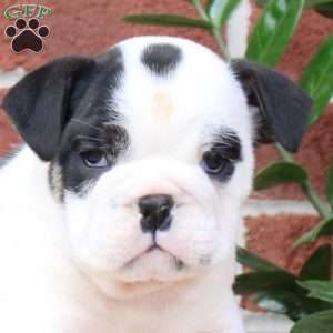 Panda, English Bulldog Puppy
