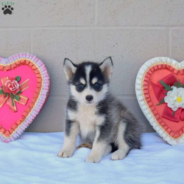 Panda, Pomsky Puppy