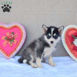 Panda, Pomsky Puppy
