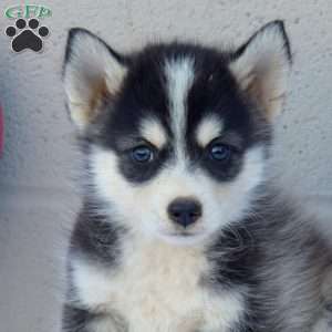 Panda, Pomsky Puppy