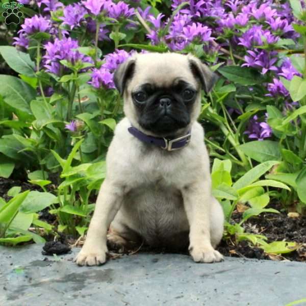 Pansy, Pug Puppy