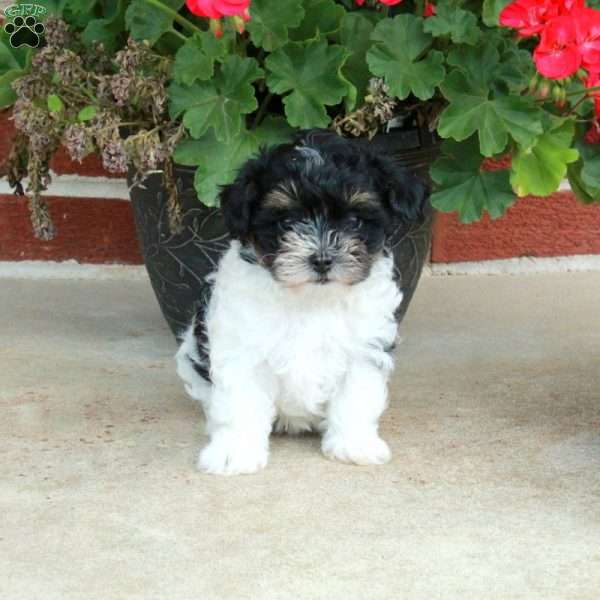 Pansy, Maltipoo Puppy