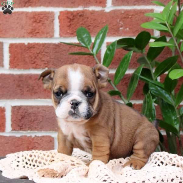 Pansy, English Bulldog Puppy