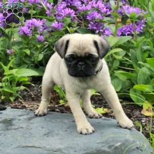 Pansy, Pug Puppy