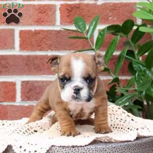 Pansy, English Bulldog Puppy