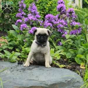 Pansy, Pug Puppy