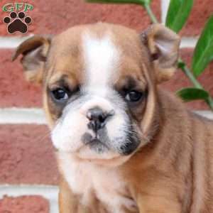 Pansy, English Bulldog Puppy