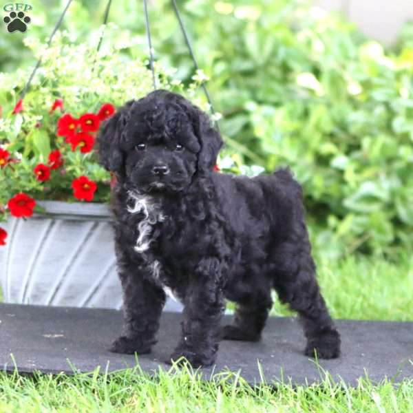 Pansy, Miniature Poodle Puppy
