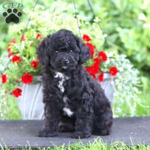 Pansy, Miniature Poodle Puppy