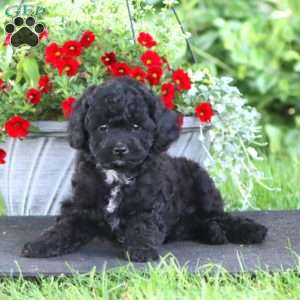 Pansy, Miniature Poodle Puppy