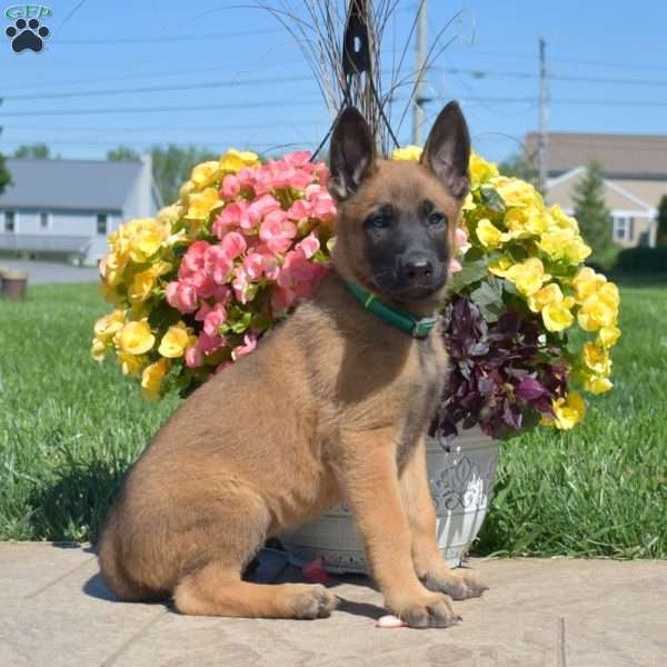 Paris, Belgian Malinois Mix Puppy