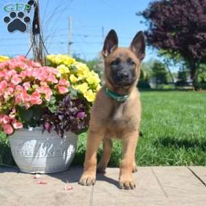 Paris, Belgian Malinois Mix Puppy