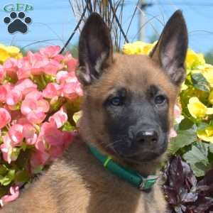 Paris, Belgian Malinois Mix Puppy
