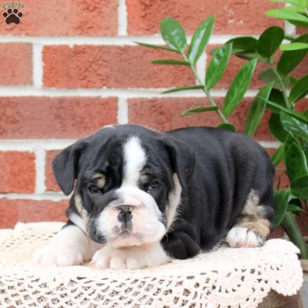 Parker, English Bulldog Puppy