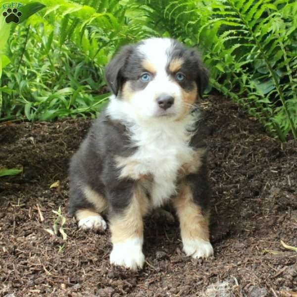 Parker, Australian Shepherd Puppy