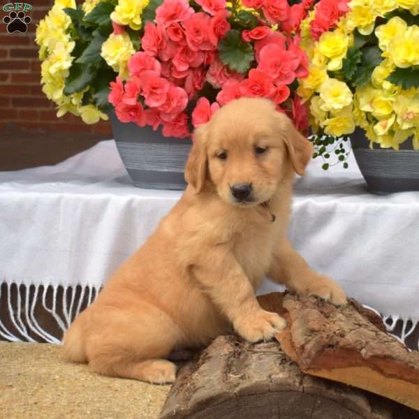 Parker, Golden Retriever Puppy