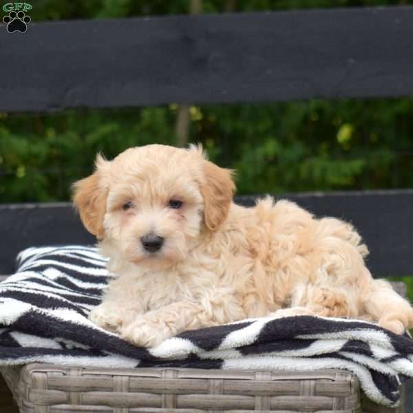 Parker, Maltipoo Puppy