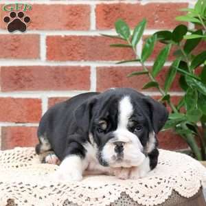 Parker, English Bulldog Puppy