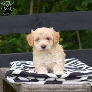 Parker, Maltipoo Puppy